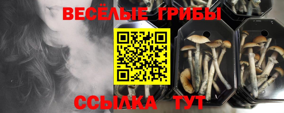 Медногорск  Псилоцибиновые грибы Psilocybe  купить закладку  Вход с VPN 